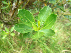 Baccharis macrantha