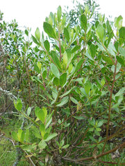 Baccharis macrantha