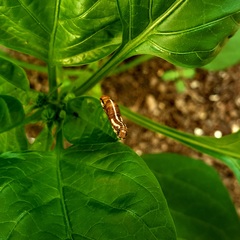 Papaipema nebris
