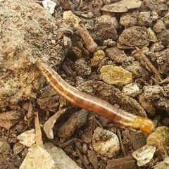 Papaipema nebris