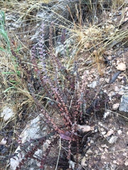 Astrolepis cochisensis