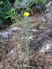 Psilostrophe tagetina