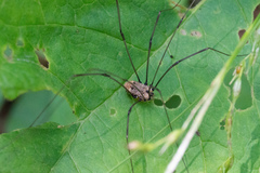 Leiobunum nigropalpi