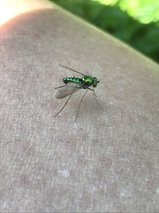 Condylostylus comatus