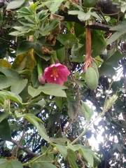 Passiflora tripartita mollissima