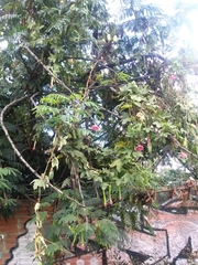 Passiflora tripartita mollissima