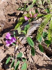 Lathyrus lanszwertii