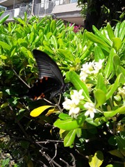 Papilio demetrius
