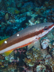Lutjanus biguttatus