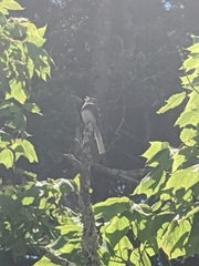 Junco hyemalis carolinensis