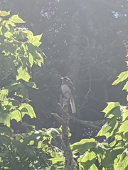 Junco hyemalis carolinensis