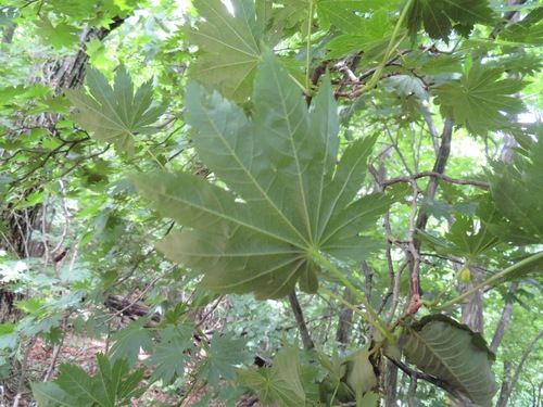 Image of Acer shirasawanum by (c) Marco Mussita, some rights reserved (CC BY)