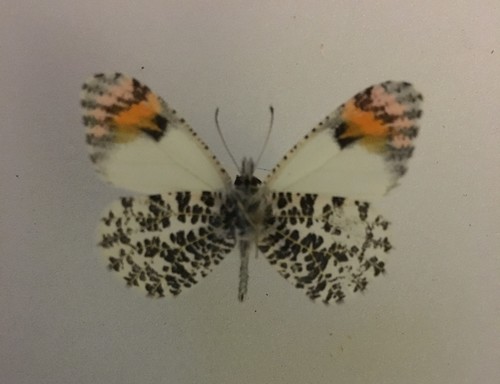 Southwestern Orangetip