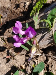 Lathyrus lanszwertii