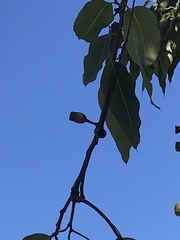 Corymbia ptychocarpa