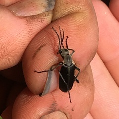 Epicauta cinerea-group