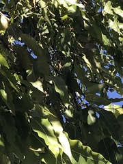 Corymbia ptychocarpa