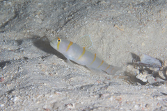 Amblyeleotris randalli