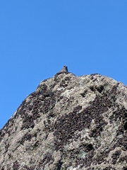 Junco hyemalis carolinensis