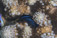 Paracanthurus hepatus