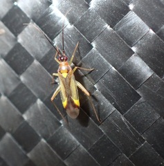 Campyloneura virgula