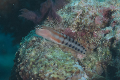 Ecsenius fijiensis