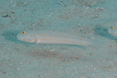 Valenciennea puellaris