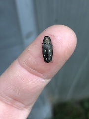 Phaenops fulvoguttata