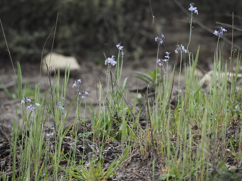 Linaria texana