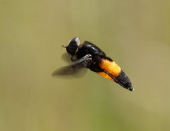 Hybomitra cincta