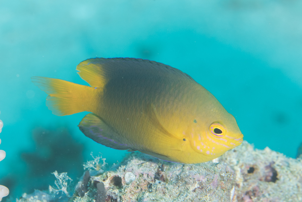 Coral Damselfish