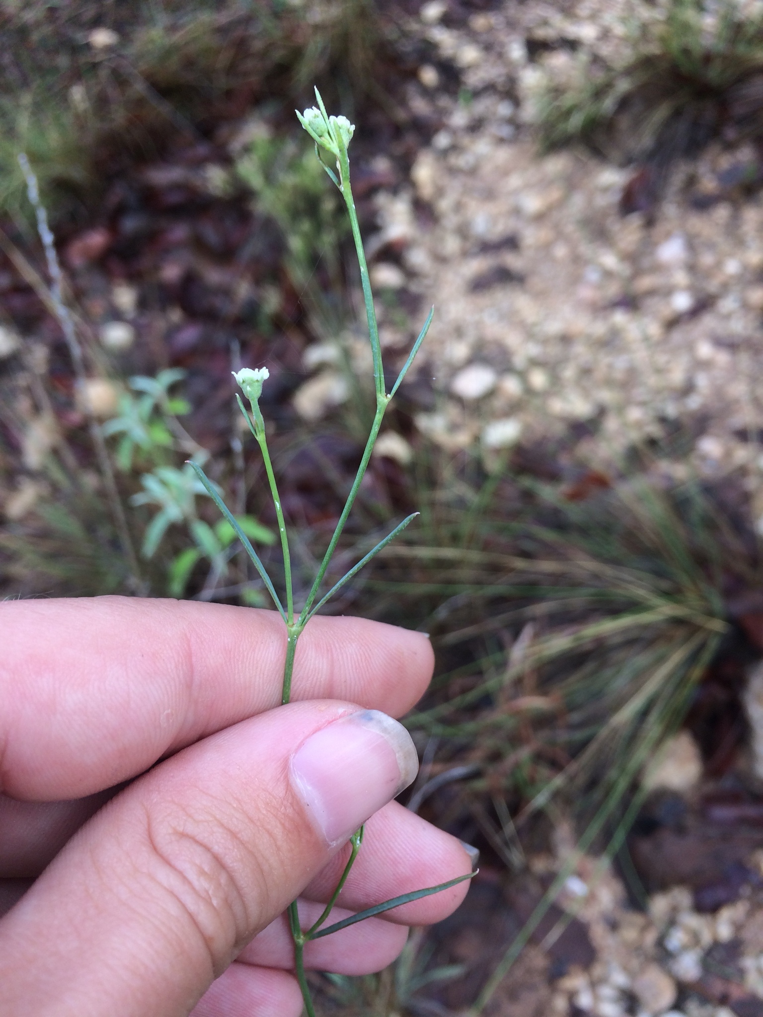 Euphorbia wrightii