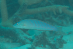 Hologymnosus doliatus