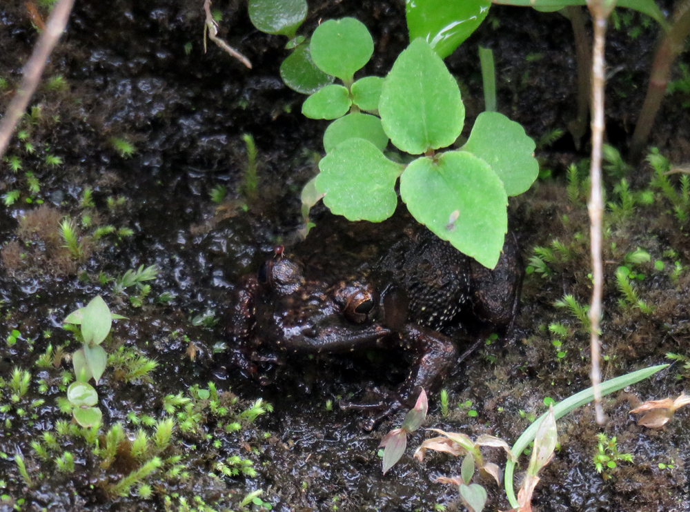 Yadera Leaping Frog