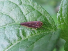 Idiodonus kennicotti