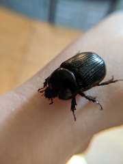 Xyloryctes jamaicensis