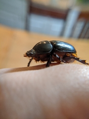 Xyloryctes jamaicensis