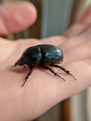 Xyloryctes jamaicensis