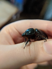 Xyloryctes jamaicensis