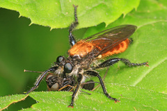 Laphria sericea