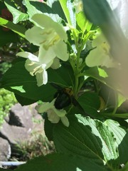 Xylocopa appendiculata circumvolans