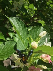 Xylocopa appendiculata circumvolans