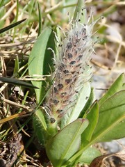 Diplodictyae