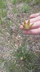 Fritillaria atropurpurea