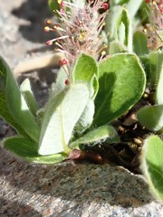 Diplodictyae