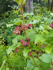 Lonicera involucrata involucrata
