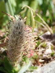 Diplodictyae
