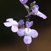 Toadflax - Photo (c) Philip Bouchard, some rights reserved (CC BY-NC-ND)