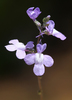 Toadflax - Photo (c) Philip Bouchard, some rights reserved (CC BY-NC-ND)