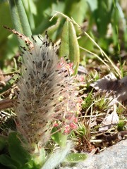 Diplodictyae